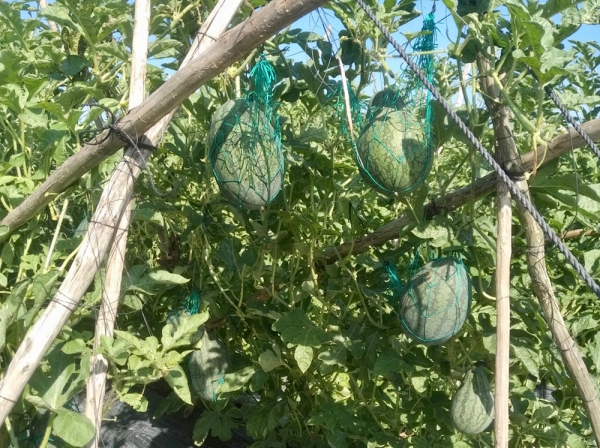 Hiệu quả mô hình trồng dưa hấu trên giàn
