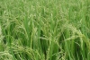 An Giang: Trên 81% diện tích trồng lúa thực hiện qui trình 3 giảm 3 tăng và tiết kiệm nước