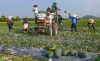 Bộ Nông nghiệp: Nông dân đang lãng phí hạt xoài, vỏ dưa hấu, rơm rạ
