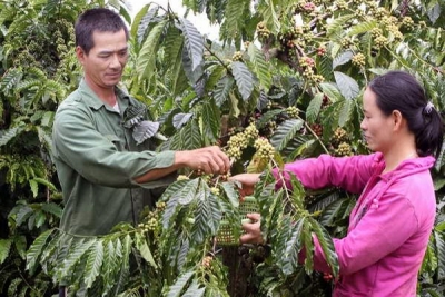 Đồng Nai xuất khẩu hơn 100.000 tấn c&agrave; ph&ecirc; trong 4 th&aacute;ng