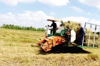 Xuất khẩu gạo Việt Nam sang châu Phi tiếp tục tăng