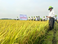 Hưng Yên khuyến cáo mở rộng sản xuất giống lúa TBR87