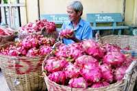 Thanh long v&agrave; khoai lang rớt gi&aacute;