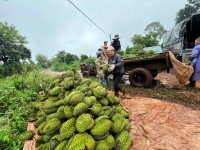 N&ocirc;ng d&acirc;n trồng sầu ri&ecirc;ng ở Đắk Lắk "đứng ngồi kh&ocirc;ng y&ecirc;n" v&igrave; tr&aacute;i sượng, gi&aacute; lao dốc