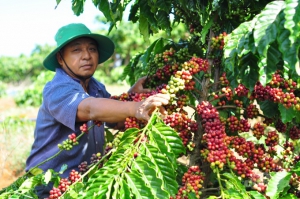 Lâm Đồng chuyển đổi hơn 10 nghìn ha cây trồng kém hiệu quả