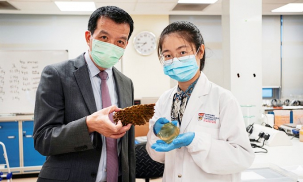 Singapore biến vỏ sầu riêng thành băng y tế