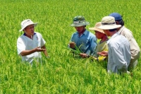 Sản xuất lúa VietGAP - hướng mở cho cánh đồng mẫu lớn