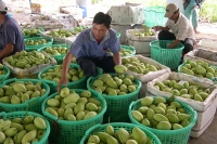 Thực hư chuyện xo&agrave;i Trung Quốc "ngậm h&oacute;a chất"