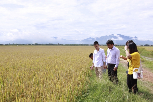 Giá gạo xuất khẩu Việt Nam lại vượt Thái Lan, khách hàng tới tấp tìm mua gạo Việt