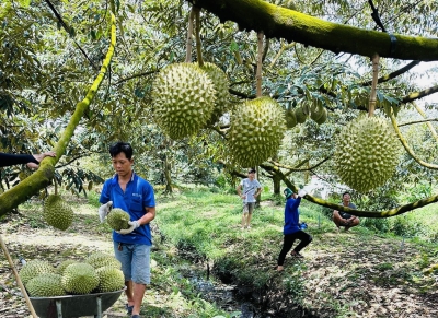 Nếu vi phạm nhiều lần, sầu riêng sẽ bị Trung Quốc ‘tuýt còi&#039;