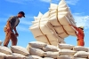 Thị trường gạo chờ kết quả phiên đấu thầu vào Philippines