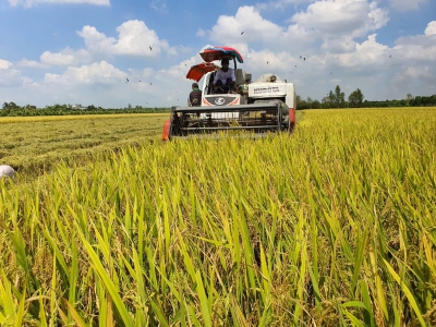 Phát triển liên kết bền vững trong chuỗi giá trị lúa gạo