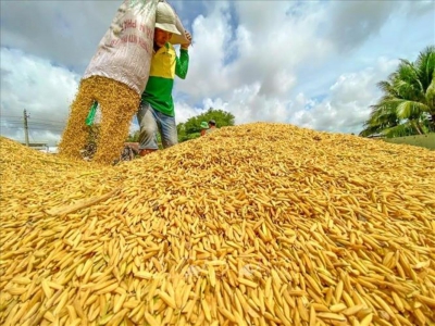 Gi&aacute; ph&acirc;n b&oacute;n leo thang, n&ocirc;ng sản giảm, n&ocirc;ng d&acirc;n đối mặt &aacute;p lực k&eacute;p